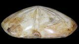 Polished Fossil Sand Dollar (Mepygurus) - Jurassic #41430-1
